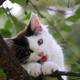 Image for article titled What is catnip, and why do felines love it?